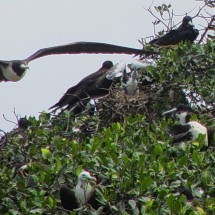 Frigate bird (red) and sea swallows